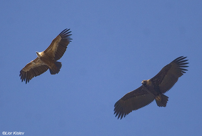     Black Vulture Aegypius monachus                  .   -  ,  2008 . : 